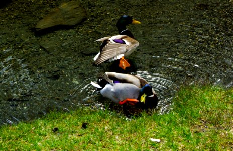 Bird Duck Fauna Water Bird