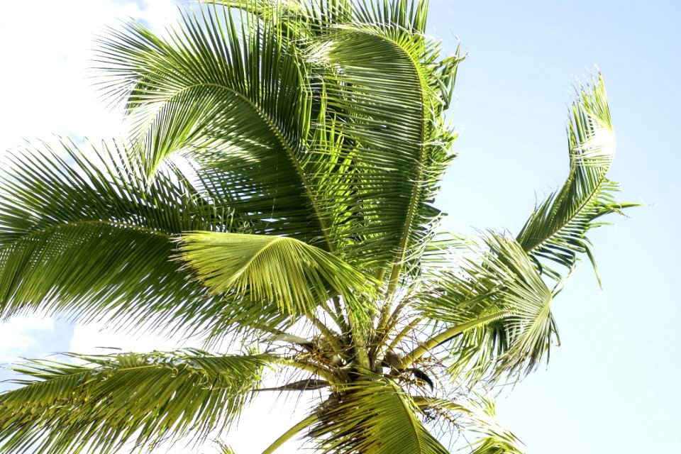 Vegetation Tree Palm Tree Arecales