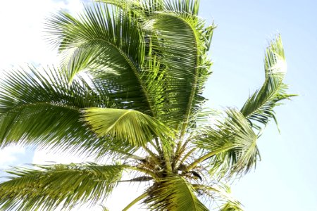Vegetation Tree Palm Tree Arecales photo