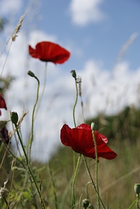 Klatschmohn blossom bloom photo