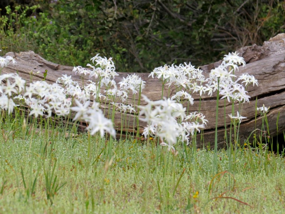 Plant Flora Grass Flower