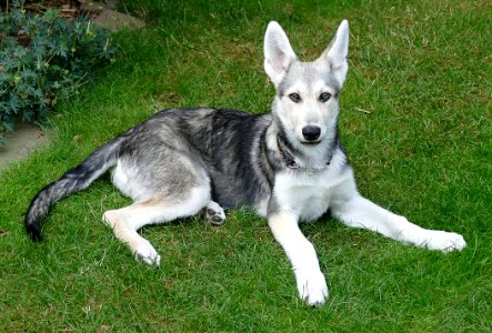 Dog Like Mammal Tamaskan Dog Dog Saarloos Wolfdog photo