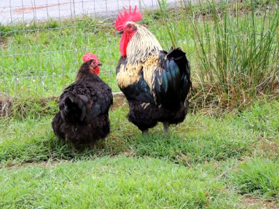 Chicken Rooster Galliformes Fowl photo