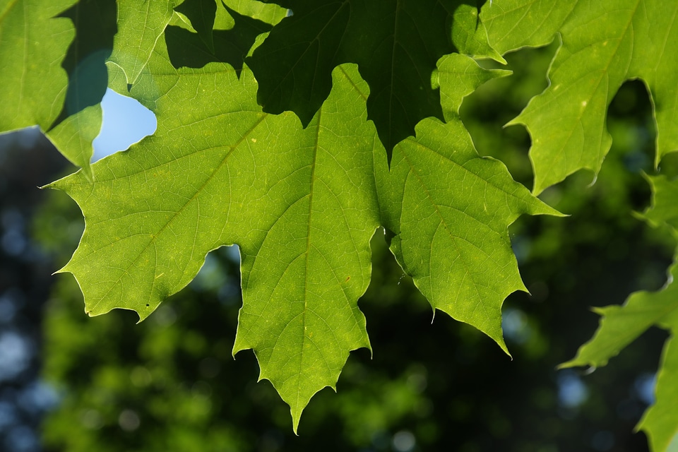 Tree acer platanoides acer platanoides needle leaf maple