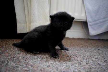 Cat Black Black Cat Mammal photo