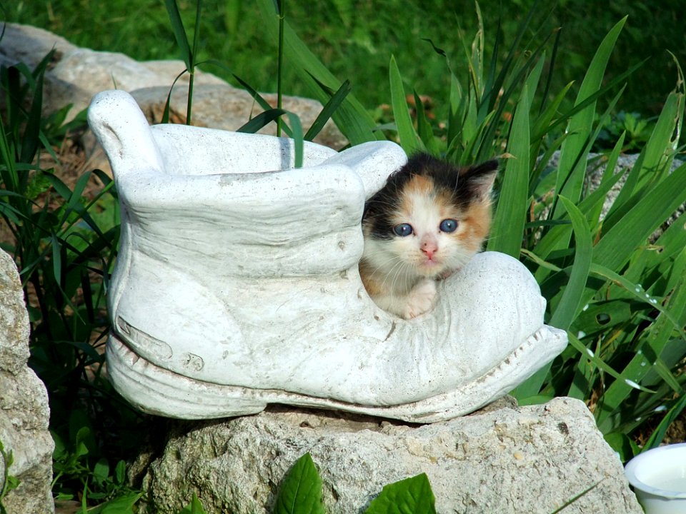 Cat Small To Medium Sized Cats Fauna Whiskers