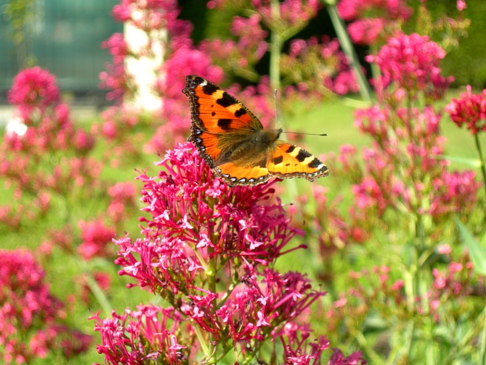 Butterfly Flower Brush Footed Butterfly Moths And Butterflies