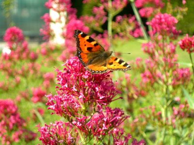 Butterfly Flower Brush Footed Butterfly Moths And Butterflies