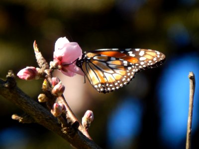 Butterfly Insect Moths And Butterflies Brush Footed Butterfly
