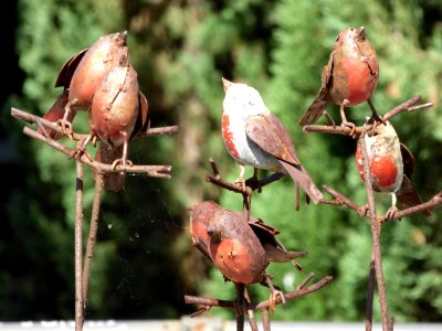 Bird Fauna Beak Sparrow photo