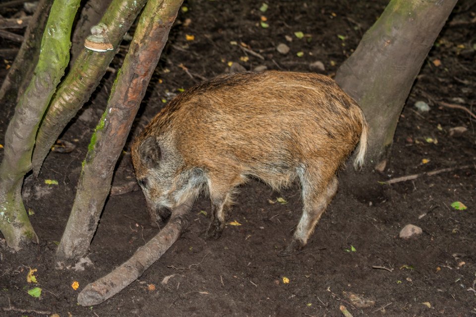 Pig Like Mammal Fauna Wild Boar Pig