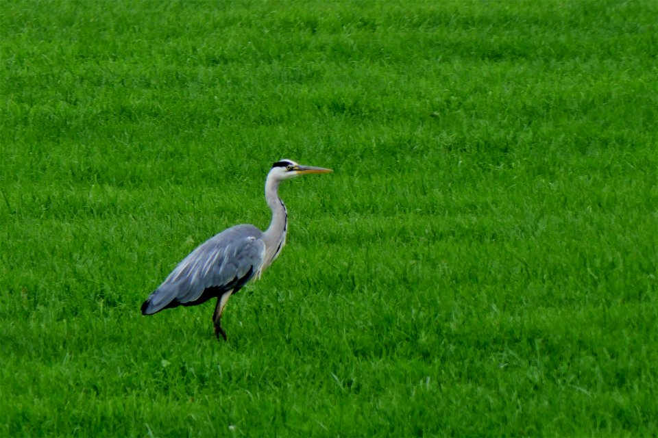 Bird Ecosystem Grassland Nature Reserve