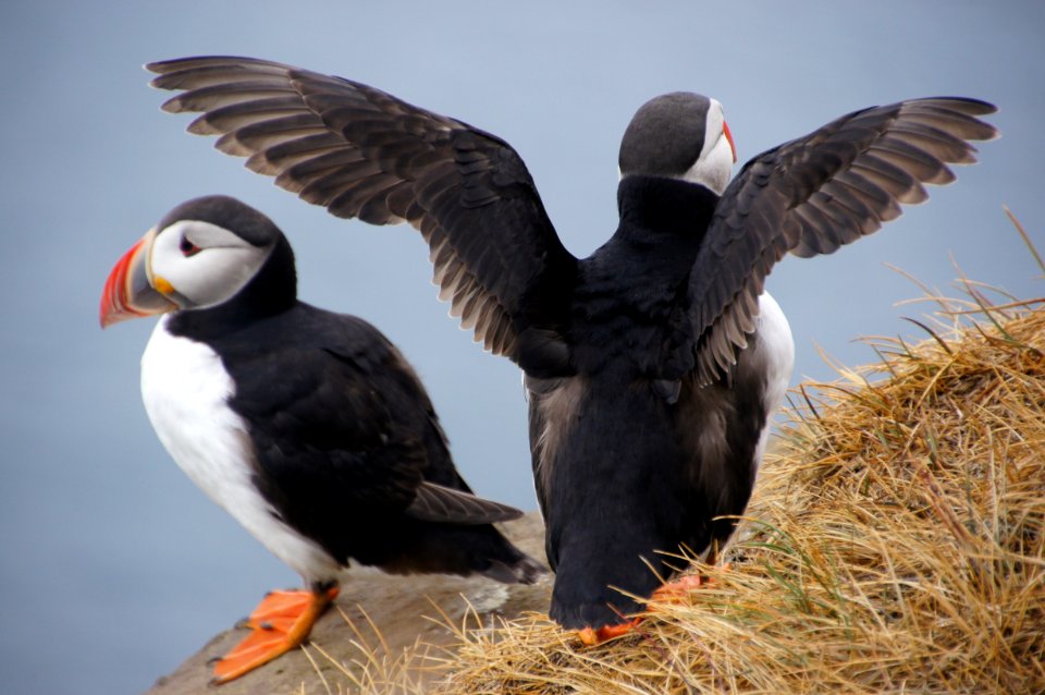 Puffin Bird Seabird Beak