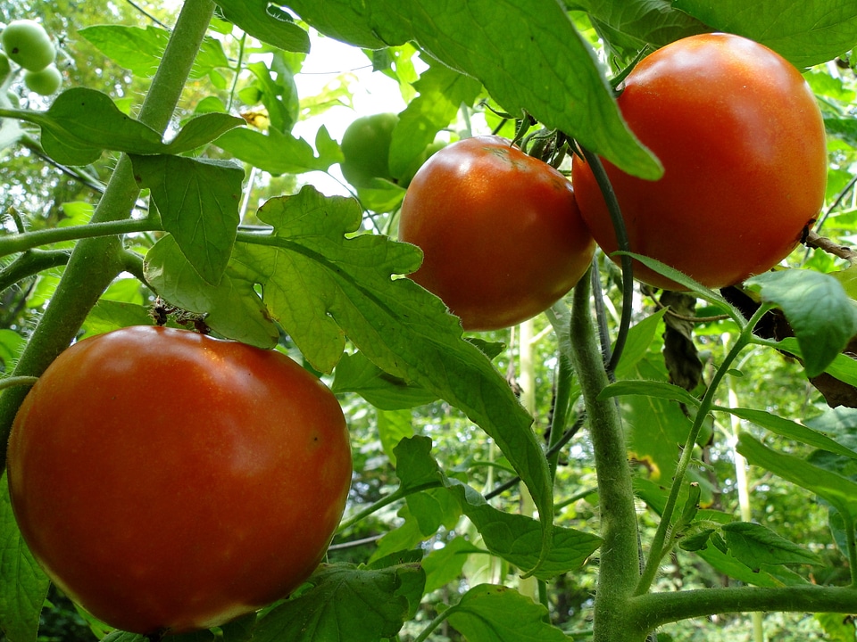 Ripe vegetables summer