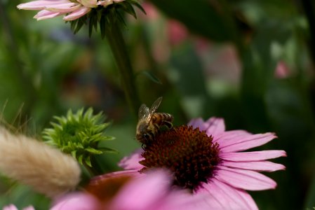 Bee Nectar Honey Bee Flower photo