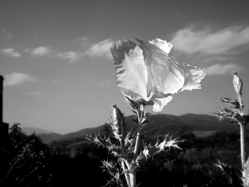 Sky Black And White Monochrome Photography Cloud photo