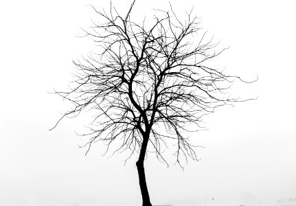 Tree Black And White Branch Monochrome Photography