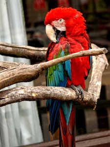 Macaw Bird Parrot Vertebrate photo