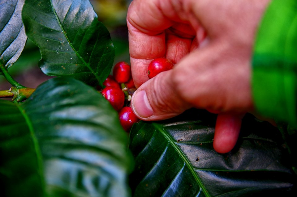 Person Picking Coffee Beans