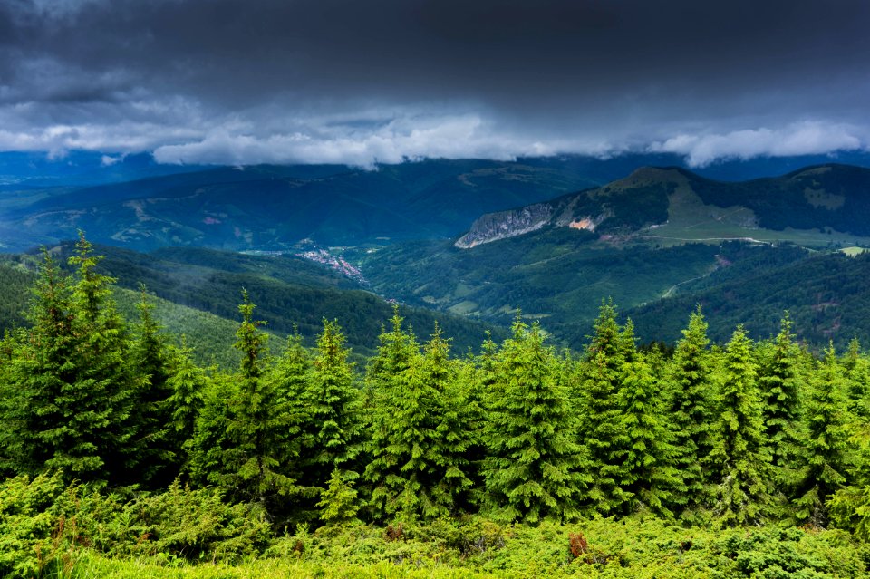 Trees Near Mountains