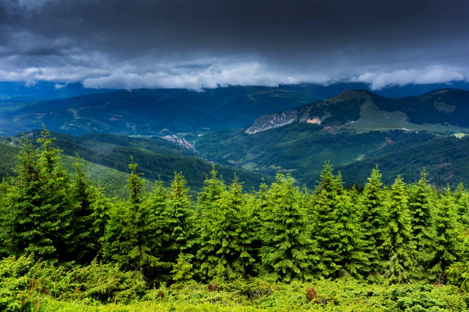 Trees Near Mountains photo