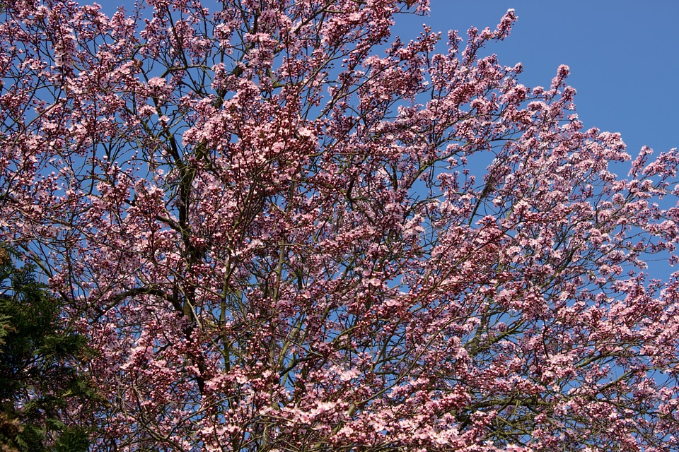 Cherry blossom japanese cherry trees spring