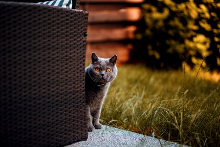 Short-fur Gray Cat Behind Chair