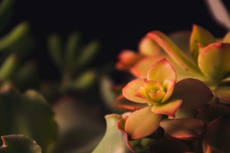 Focus Photography Of Green Petaled Flowers