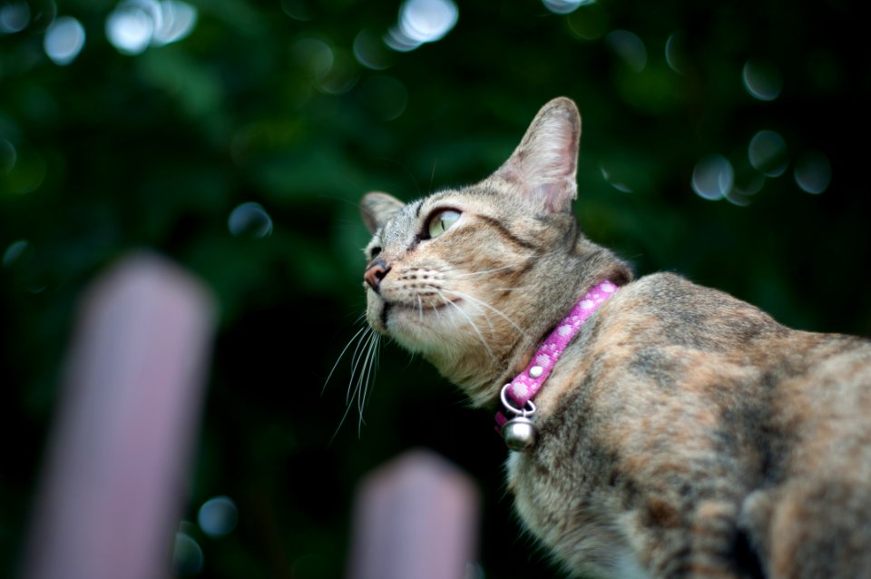 Shallow Focus Photo Of Brown Tabby Cat