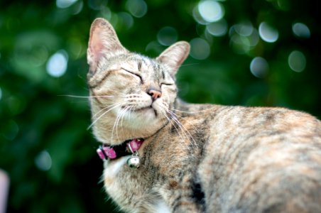 Bokeh Photography Of Brown Tabby Cat photo