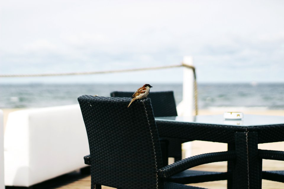 Brown Bird Perched On Black Woven