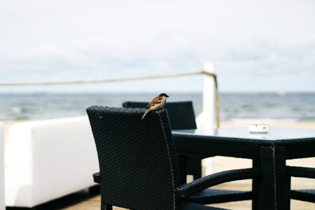 Brown Bird Perched On Black Woven