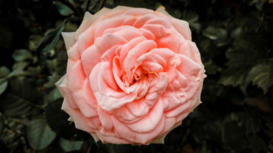 Macro Photography Of Pink Flower photo