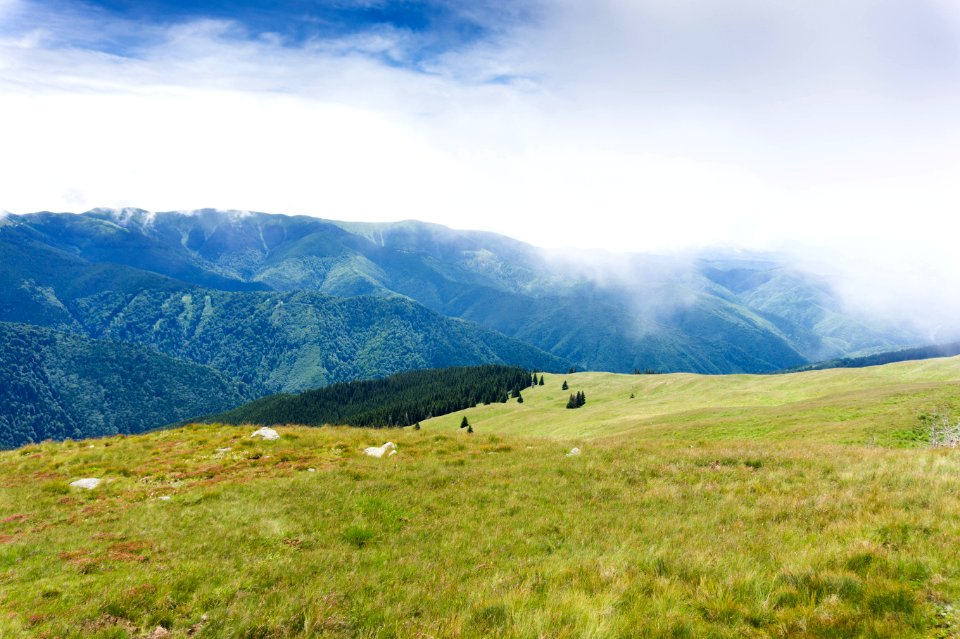 Green Grass Field