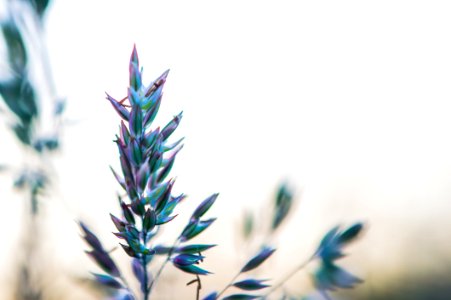 Selective Focus Photography Of Plant photo