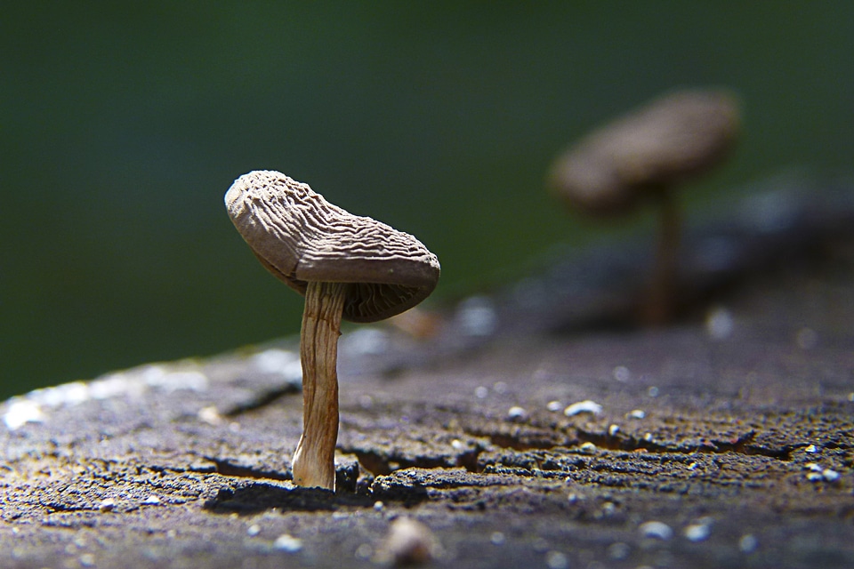 Nature fungus macro