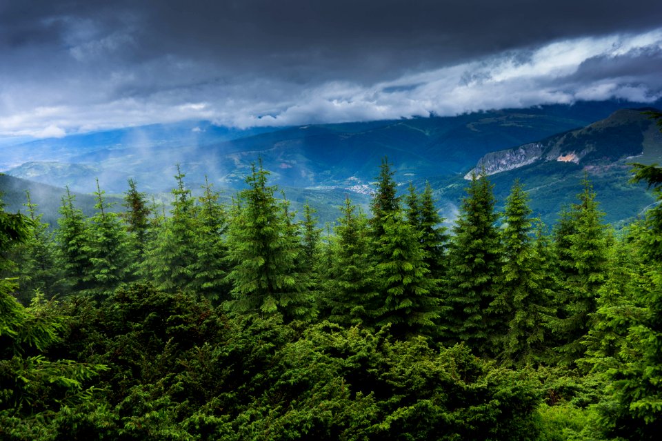 Green Forest
