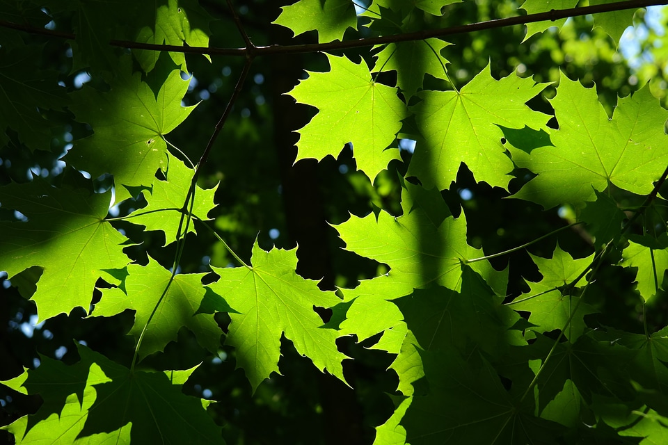 Tree maple acer platanoides photo