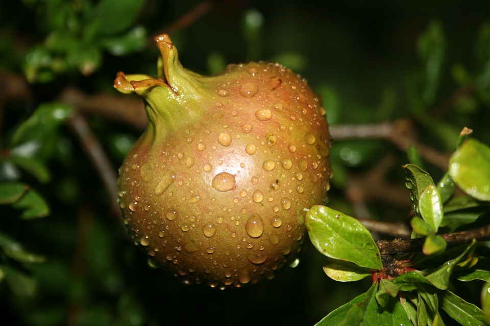 Ripening dew droplets