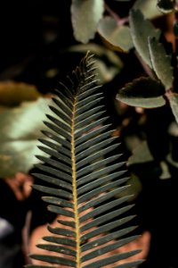 Closeup Photo Of Green Leaf
