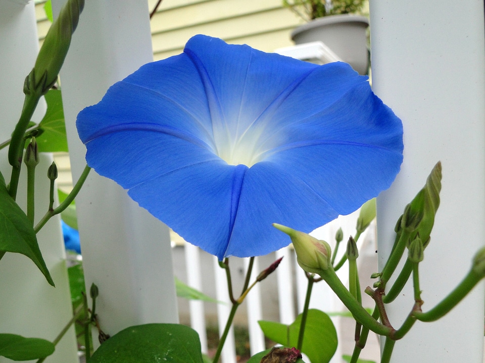 Bright blue climbing vine