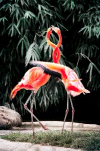 Two Pink Flamingos