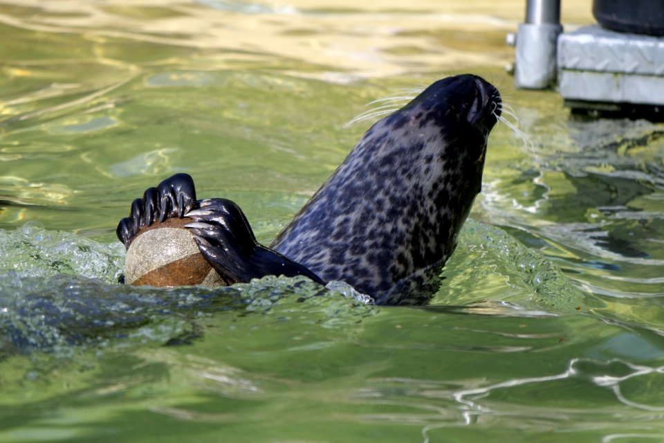 Harbor Seal Fauna Seals Water