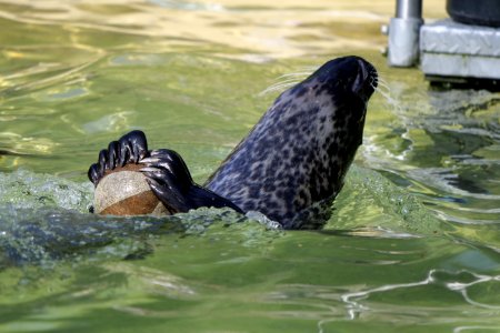 Harbor Seal Fauna Seals Water photo