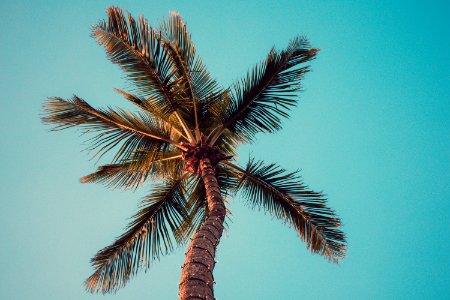 Low Angle Photography Of Coconut Tree photo