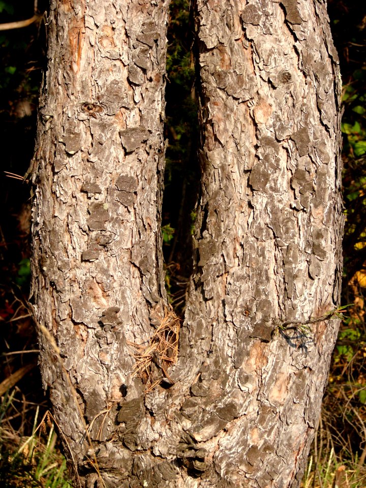 Tree Trunk Flora Wood photo