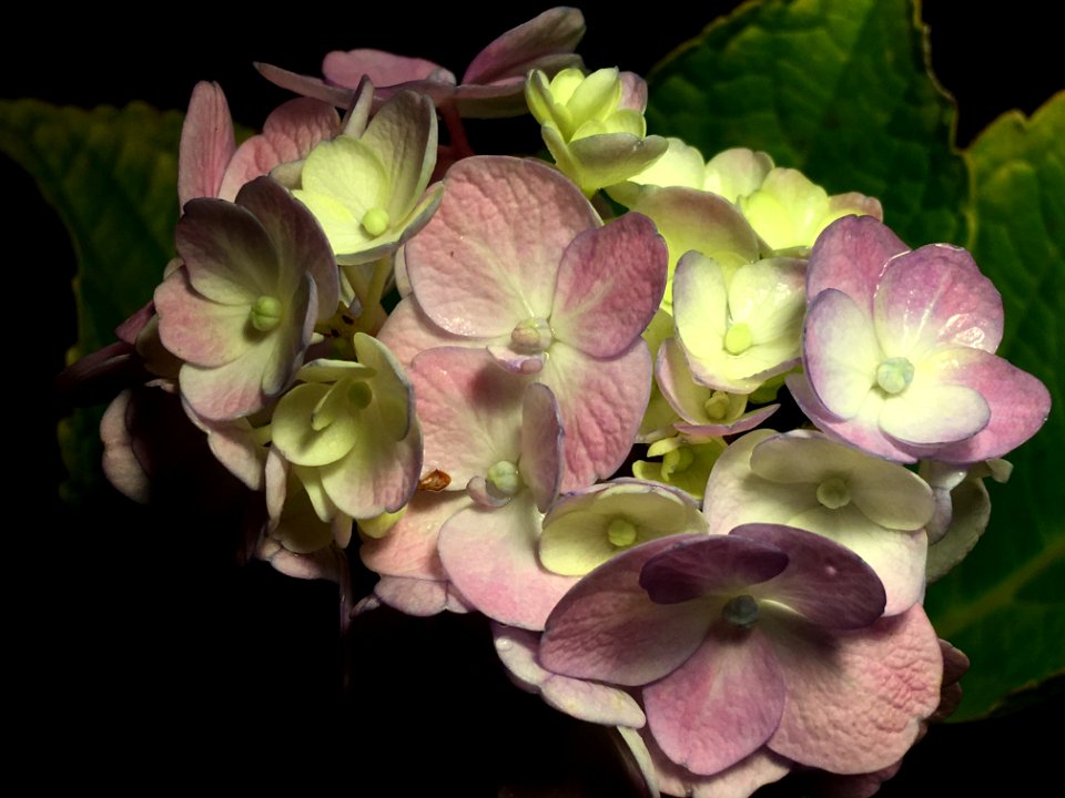 Flower Plant Flowering Plant Hydrangea