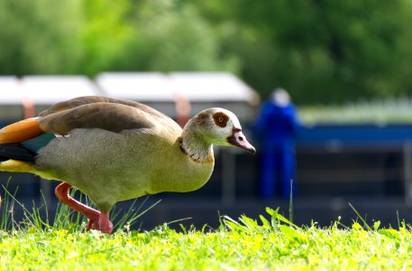 Bird Duck Fauna Water Bird