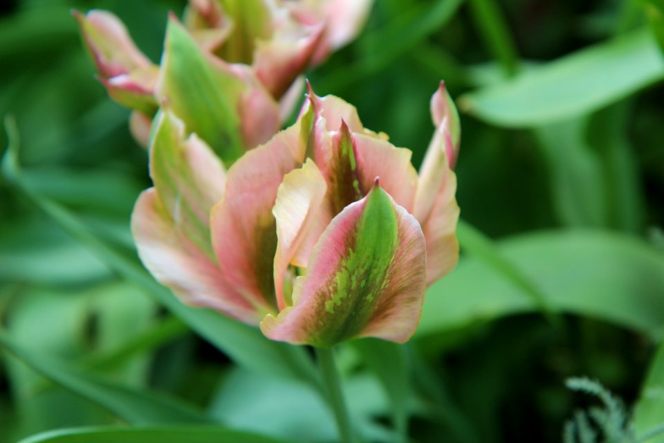 Flower Plant Flora Flowering Plant