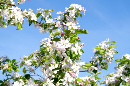 Blossom Spring Branch Sky